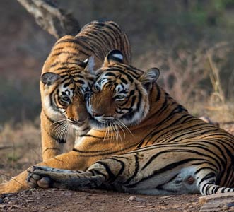 Ranthambore