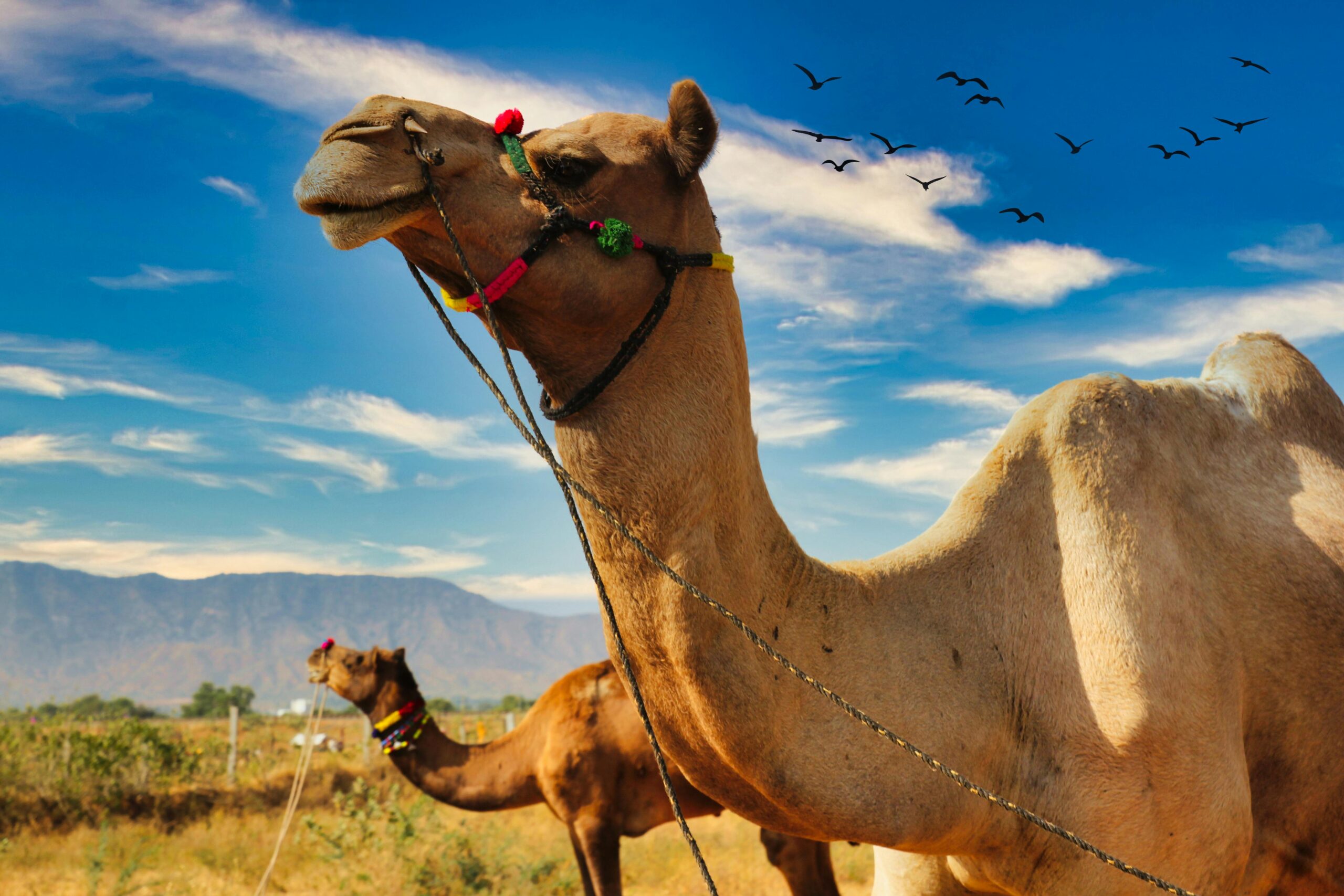 6 Days Golden Triangle Tour with Pushkar
